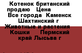 Котенок британский продаю › Цена ­ 3 000 - Все города, Каменск-Шахтинский г. Животные и растения » Кошки   . Пермский край,Лысьва г.
